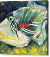 Picasso Trigger Fish Acrylic Print