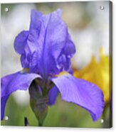 Pierre Menard. The Beauty Of Irises Acrylic Print