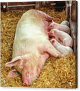 Piglets Nursing In Barn Acrylic Print