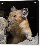 Pika Looking Out From Its Burrow Acrylic Print