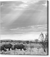 Pilanesberg National Park 21 #2 Acrylic Print