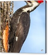 Pileated Woodpecker Portrait Acrylic Print