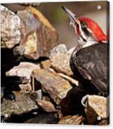 Pileated Woodpecker2 Acrylic Print