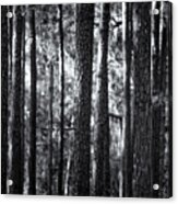 Pine Forest Black And White Acrylic Print