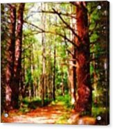 Pine Forest Path Acrylic Print