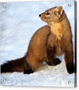 Pine Martin Acrylic Print