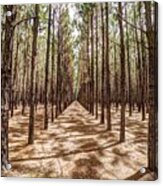 Pine Plantation Wide Color Acrylic Print