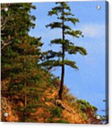Pine Tree Along The Oregon Coast Acrylic Print