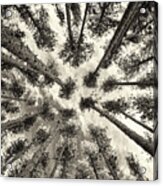 Pine Tree Vertigo - Square Sepia Acrylic Print