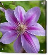 Pink And White Clematis Acrylic Print
