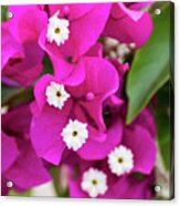 Pink And White Flowers Acrylic Print