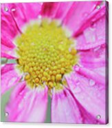 Pink Aster Flower With Raindrops Acrylic Print