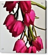 Pink Bells Acrylic Print