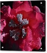 Pink Camillia And Selected Color Acrylic Print