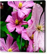 Pink Clematis Acrylic Print