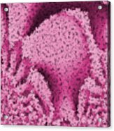 Pink Confetti Acrylic Print