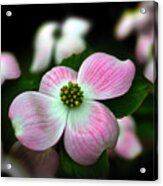 Pink Dogwood 003 Acrylic Print