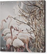 Pink Flamingo Acrylic Print