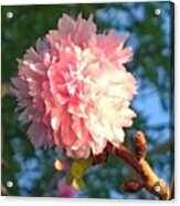 Pink Flower Bloom In Sunset. #flowers Acrylic Print