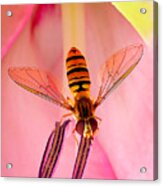 Pink Flower Fly Acrylic Print