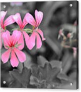 Pink Flowers On A Monochrome Background Acrylic Print