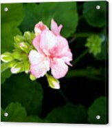 Pink Geranium Acrylic Print