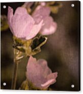 Pink Globemallow Wildflowers Acrylic Print
