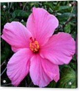 Pink Hibiscus Acrylic Print