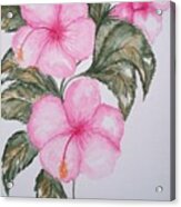 Pink Hibiscus Acrylic Print