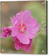 Pink In The Wild Acrylic Print