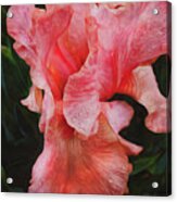 Pink Iris Glory Acrylic Print