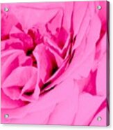 Pink Lady - The Last Rose-dedicated Acrylic Print