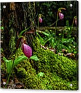 Pink Ladys Slippers On Moss Acrylic Print