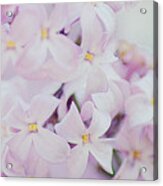 Pink Lilacs I Acrylic Print