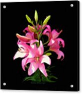 Pink Lilies 22103g Acrylic Print