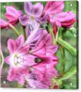 Pink Lily Flood Acrylic Print