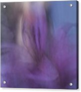 Pink Lily In Abstract Acrylic Print