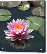 Pink Lily With Reflection Acrylic Print