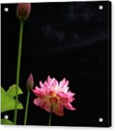 Pink Lotus In Black Acrylic Print