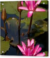 Pink Lotus Waterlilies Acrylic Print