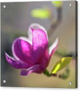 Pink Magnolia In The Sunlight Acrylic Print