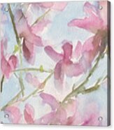 Pink Magnolias Blue Sky Acrylic Print