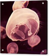 Pink Moon Jellyfish And Tentacles Acrylic Print