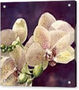 Pink Orchid Acrylic Print