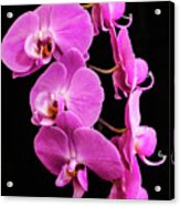 Pink Orchid With Black Background Acrylic Print
