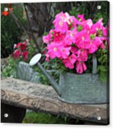 Pink Petunias In Watering Can Acrylic Print