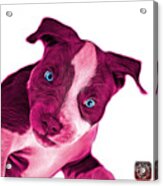 Pink Pitbull Dog Art 7435 - Wb Acrylic Print