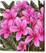 Pink Plumeria Flowers Acrylic Print