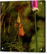Pink Poppy Acrylic Print