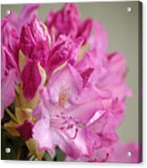 Pink Rhododendron 1 Acrylic Print